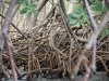 04 Mangroven