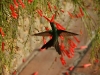 07 Kolibri