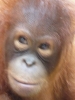 Orang Utan