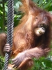 Orang Utan