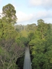 Canopy Walkway