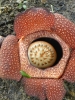 Rafflesia